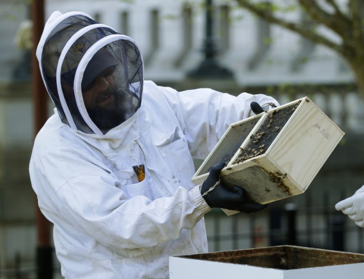 Mark Emrich, a beekeeper with the Olympia Beekeepers Association, helps transfer about 25,000 honeybees to two hives installed on the lawn of the governor's mansion last month in Olympia, Wash. America's honeybees had another tough and deadly winter.