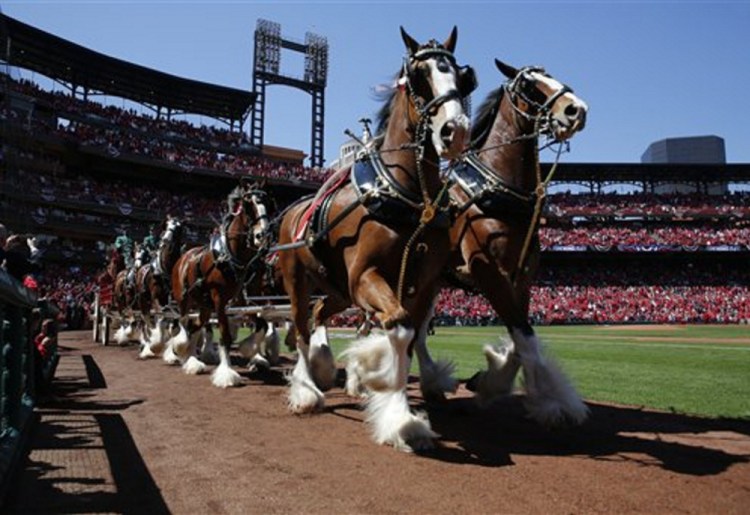 Budweiser Clydesdales make their way around the warning track April 11 in St. Louis. Budweiser will be using lines from “The Star Spangled Banner” and “God Bless America” on its renamed beer this summer.