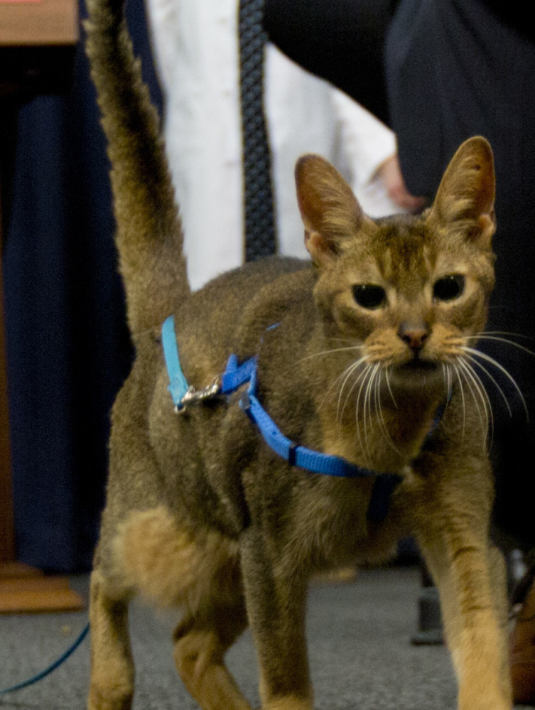 Rubio the cat hangs out Tuesday at a news event where veterinarians called for a ban on declawing.