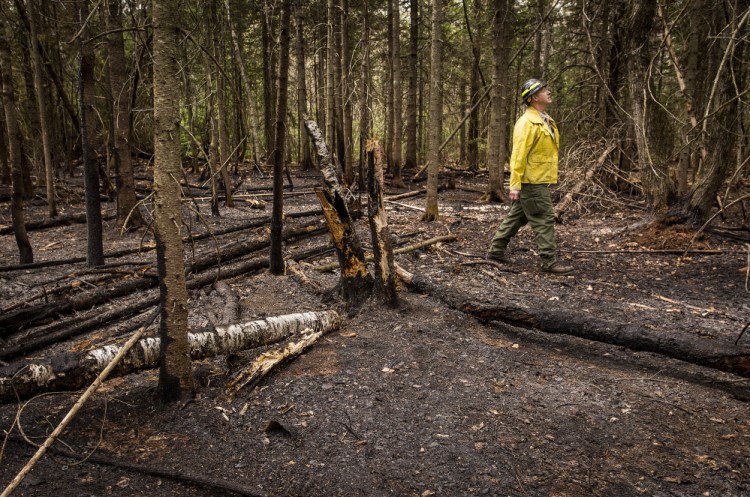 Maine Forest Ranger Mark Rousseau examines the charred woods at the scene of a wildfire in New Vineyard. "No one indicator can be relied upon," he says. "You have to look at the totality of the indicators."