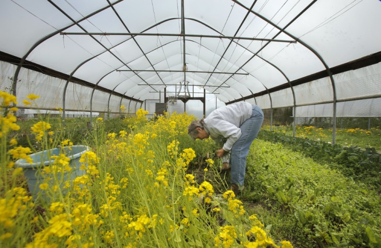 Carol Hayes weeds in a greenhouse at Dilly Dally farm in Plymouth. Hayes says she switched from organic certification to certified naturally grown in 2006 because the process was easier and it cost less. 