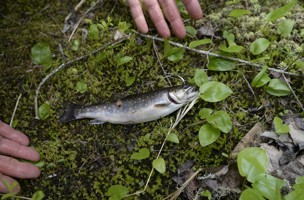 Randy Clark of Dresden inspects a trout he caught in a brook in the Schoodic Peninsula area. Shawn Patrick Ouellette/Staff Photographer