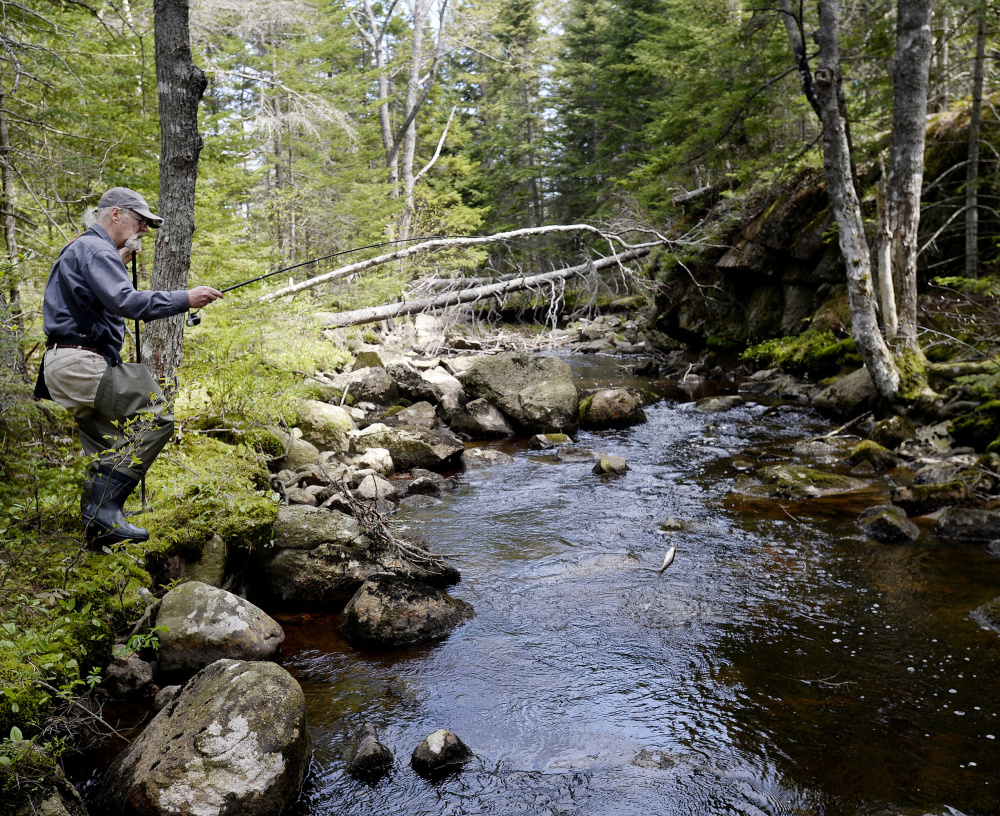 Randy Clark of Dresden hopes that's a salter – also known as a sea-run brook trout – at the end of his line as he fishes the Schoodic Peninsula as part of the Coastal Stream Survey Project.