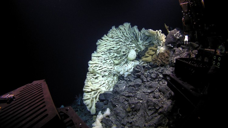 The massive sponge was photographed about 7,000 feet below the ocean surface in the Papahanaumokuakea Marine National Monument off Hawaii. Scientists on a deep-sea expedition discovered the sponge, which they say is the largest ever documented. A study published this week in the scientific journal Marine Biodiversity described the sea creature after a year of study.