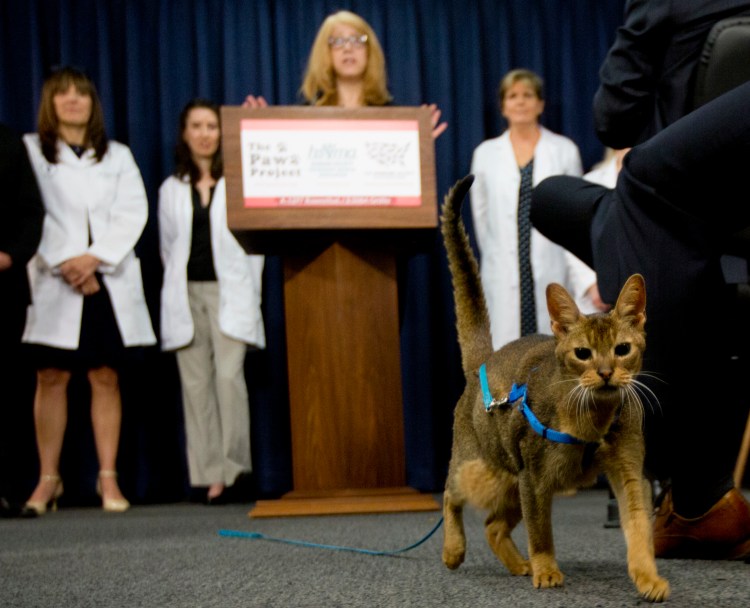 A cat named Rubio walks in front of the podium during a news conference on Tuesday in Albany, N.Y. Several vets came to the state Capitol on Tuesday to lobby for a ban on declawing cats.   The Associated Press