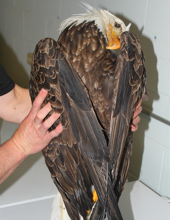 The dead eagle that was found by the Maine Wardens Service. Department of Inland Fisheries and Wildlife photo