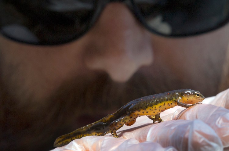 Wildlife biologist Evan Grant holds a type of salamander, the red-spotted newt.