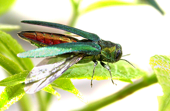 The emerald ash borer is now in It's now in 27 states, and the ultimate cost could be $12.7 billion, the report says. USDA photo