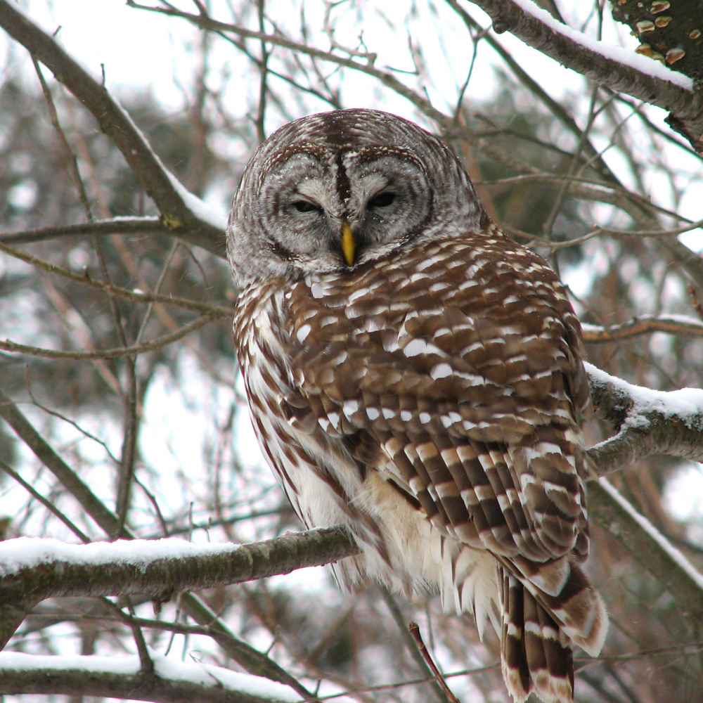 Barred Owl (Strix varia) taken in Gatineau Park, Quebec, in December 2006.