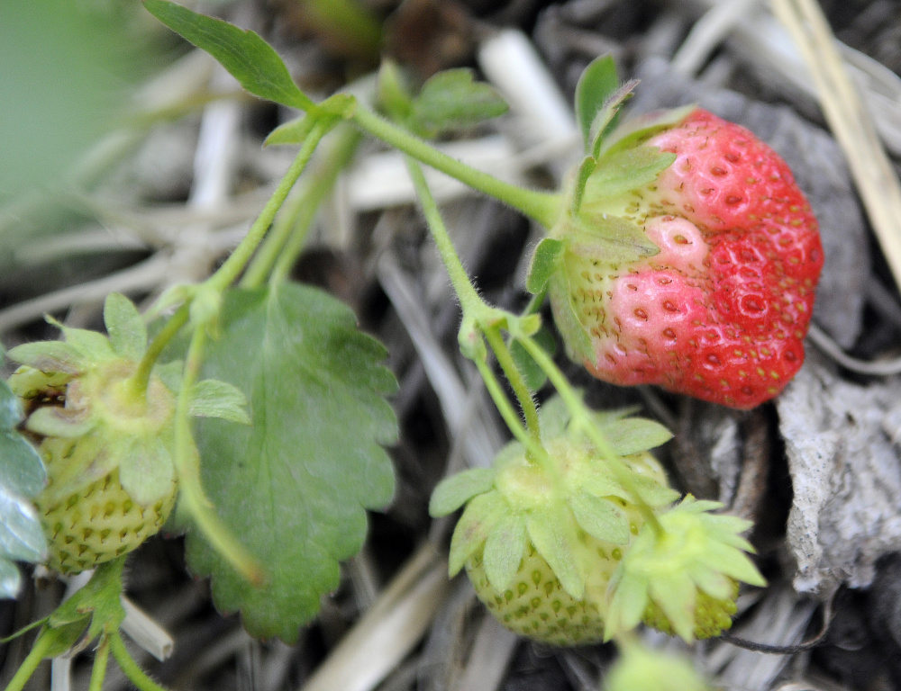 Strawberries grow in a patch at the Stevenson's Strawberries in Wayne Monday. Despite a cool, dry spring the crop should be ready for picking by the end of the month, farmer Tom Stevenson said.