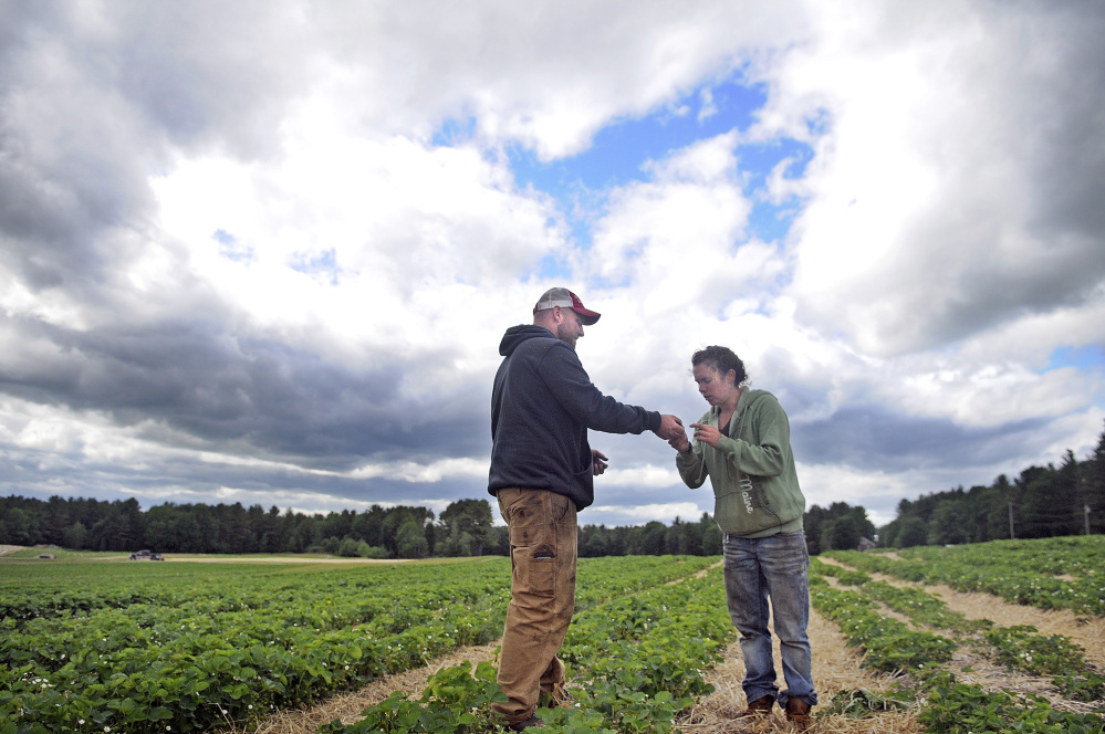 Tom Stevenson and Alice Berry inspect budding strawberries in a patch at Stevenson's Strawberries in Wayne Monday. Despite a cool, dry spring the crop should be ready for picking by the end of the month, Stevenson said.