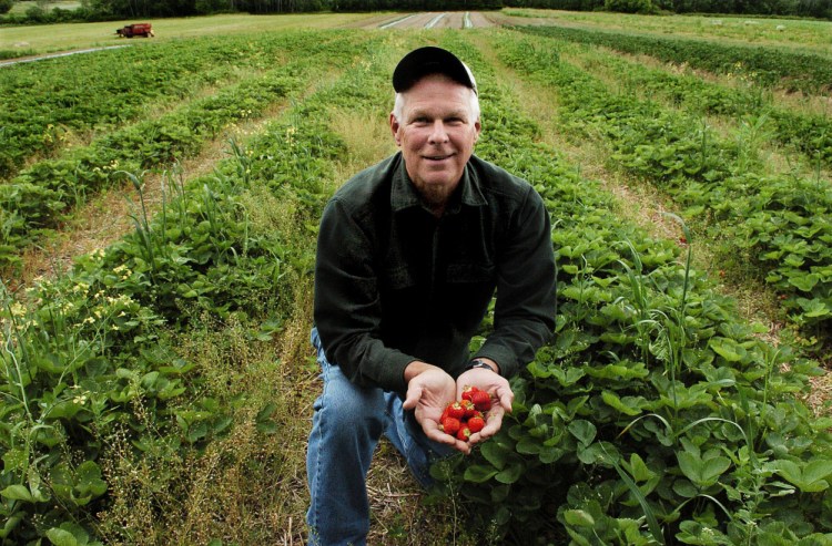 Chuck Underwood holds a handful of ripe strawberries at Underwood Strawberry farm in Benton on Monday. Underwood said the crop at his farm looks good, but is a few days late because of the recent cold weather.