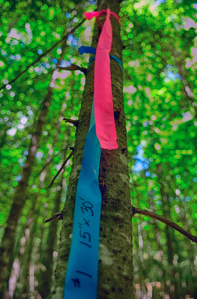 Tape hangs on trees Friday in the Jamies Pond Wildlife Management Area in Hallowell, where the state plans to conduct its first timber harvesting project in more than a decade.