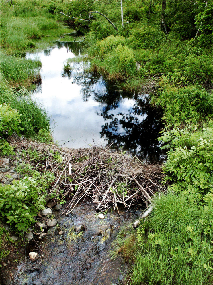 An active beaver dam on a stream that runs through the 150 acres of acquired land in Unity purchased by the Sebasticook Regional Land Trust. The property is adjacent to other land owned by the organization. Executive Director Jennifer Irving said the land is valuable for wildlife and hiking and will be made available to the public.