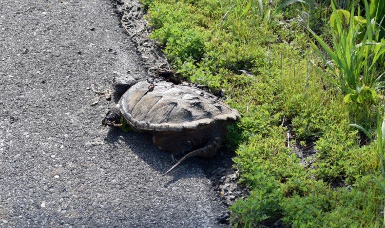 A snapping turtle fatally struck in Troy earlier this month.