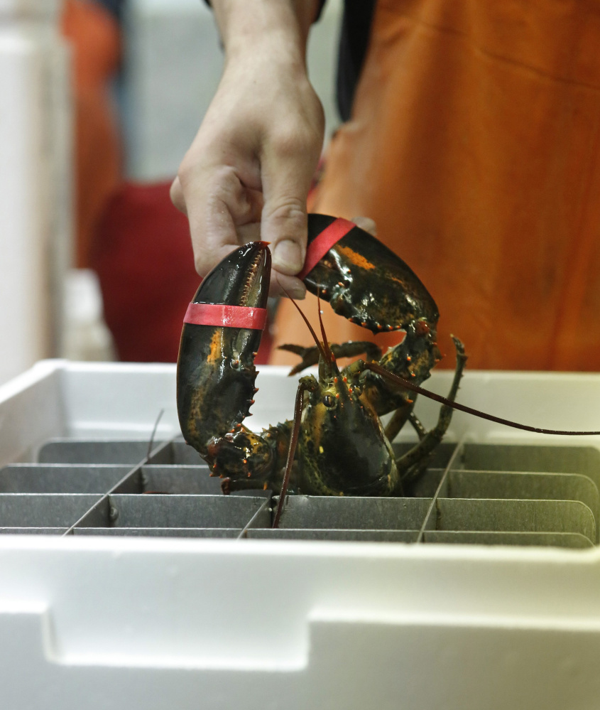 ARUNDEL, ME - DECEMBER 9: At The Lobster Co. in Arundel on Tuesday, December 9, 2014, David Jackson packs a live lobster into a foam container to be exported to China. (Photo by Gregory Rec/Staff Photographer)