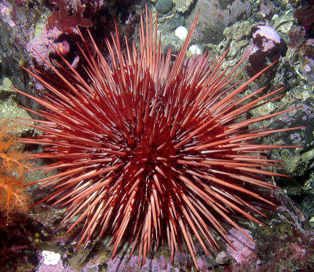 The red sea urchin can live more than 100 years.