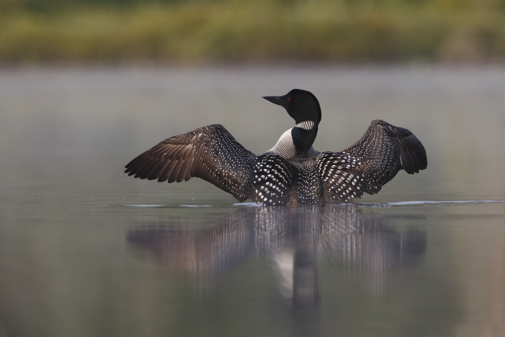 The New Hampshire Fish and Game Department Fisheries Division, which supports the ban, said lead sinkers or jigs can account for up to half of dead adult loons found by researchers.