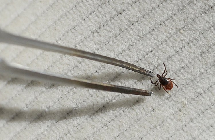 Ecologist Chuck Lubelczyk uses tweezers to pick up a deer tick off a flag in a wooded area in Cape Elizabeth on April 8. "If you want to reduce ticks on your property, make sure to rake your leaves," he said.