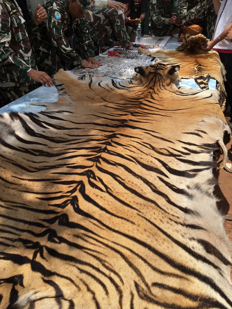 National Parks and Wildlife officers examine a tiger skin at the "Tiger Temple,"  west of Bangkok, Thailand, Thursday. Thai police say they stopped a truck carrying two tiger skins and other animal parts as it was leaving the temple, and two staff members were arrested and charged with possession of illegal wildlife. The Associated Press