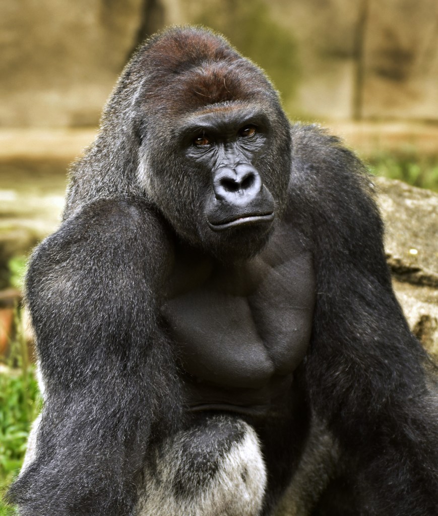 This June 20, 2015, photo provided by the Cincinnati Zoo and Botanical Garden shows Harambe, the western lowland gorilla that was fatally shot on May 28, 2016, to protect a 3-year-old boy who had entered its exhibit. Jeff McCurry/Cincinnati Zoo and Botanical Garden via AP