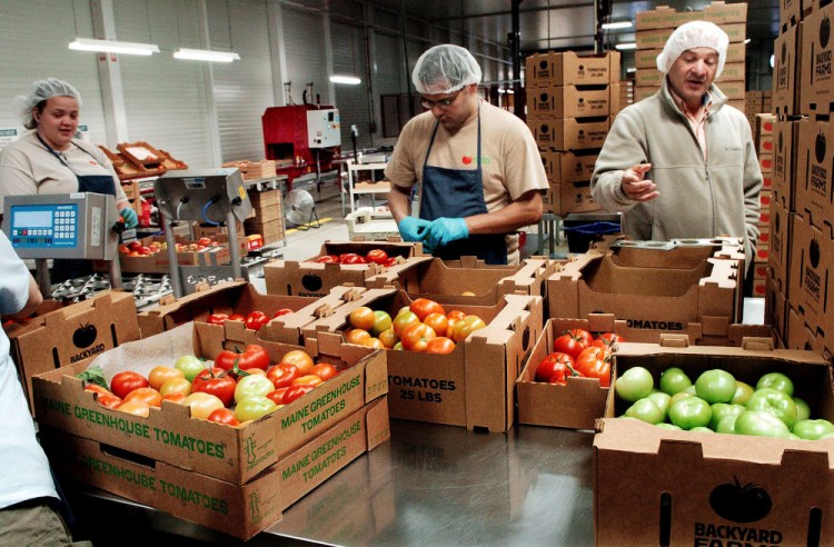 Backyard Farms President Stuart Jablon, right, explains the process of sorting premium tomatoes from lesser quality ones at the Madison company on Thursday. The company and the Madison-Anson Sanitary District plan to take on a composting project that will reduce waste at the plant.