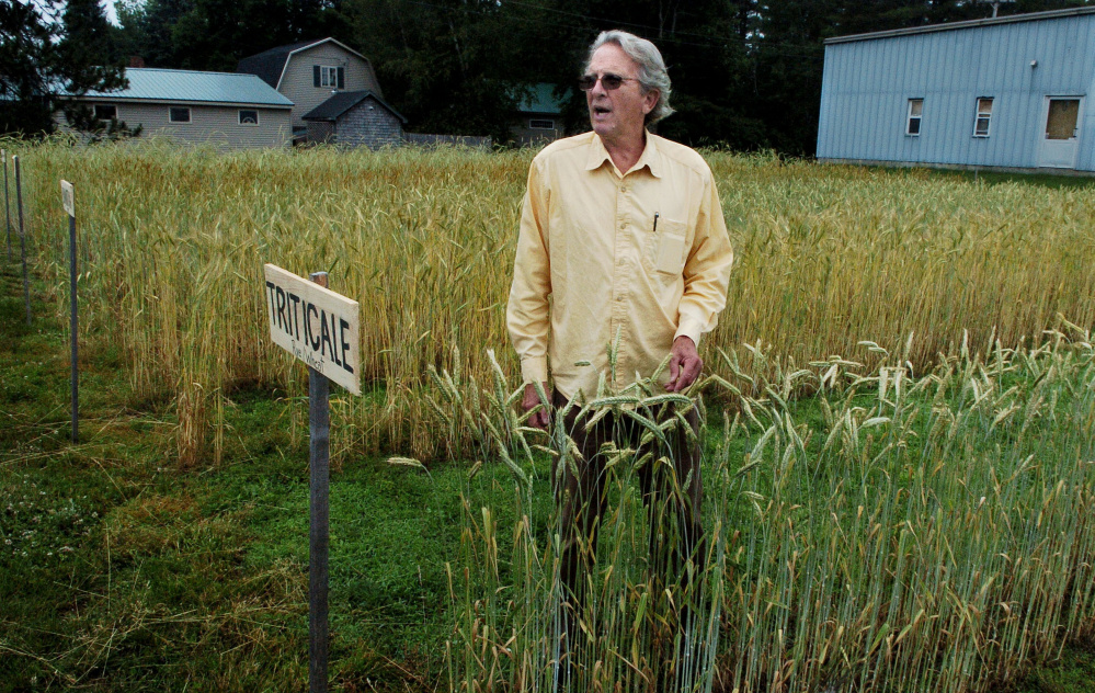 Richard Roberts, of the Maine Grain Alliance, speaks between rows of varieties of heirloom wheats and grains in Skowhegan on Thursday. The alliance is testing heritage grains to see which are the best for the area for producing bread and beer.