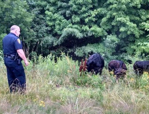 Augusta Police officer Brett Lowell found himself handling three head of cattle that escaped their enclosure and wandered on to Interstate 95 Sunday morning. Police herded the cattle to a safer area where their owners picked them up.