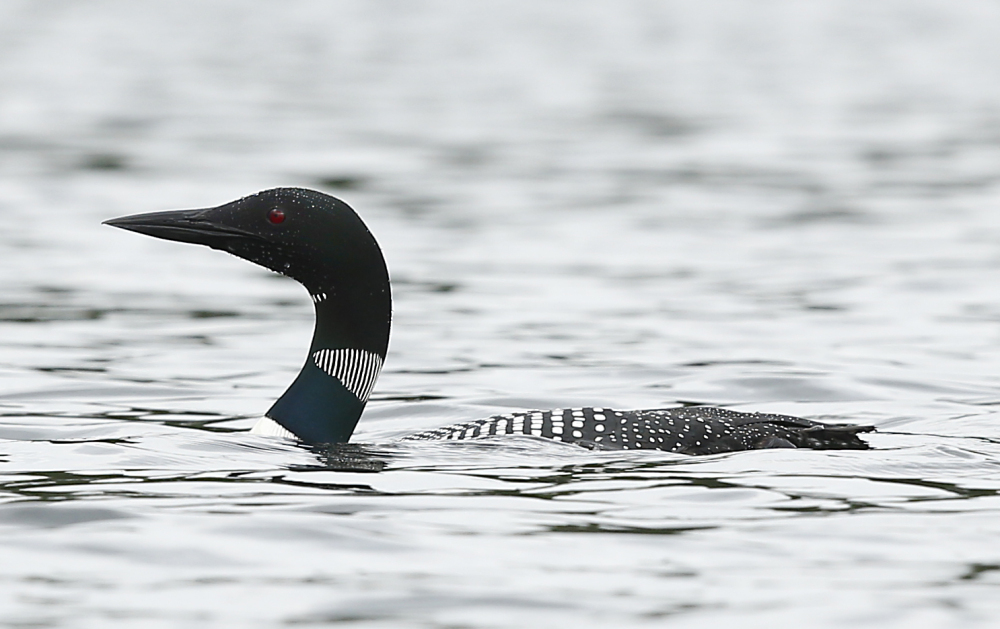 A loon swims in Sabbathday Lake in New Gloucester July 14. The Audubon Society says it will help rebuild the population of common loons in Massachusetts by transporting young birds to the state from Maine and New York. Loons once lived all over Massachusetts, but hunting and environmental factors decimated the population.