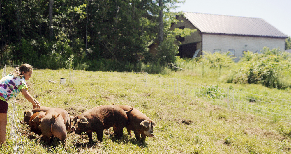 Megan Blasius, of Monmouth, plays with hogs at Cranberry Rock Farm in Winthrop during Open Farm Day on Sunday.