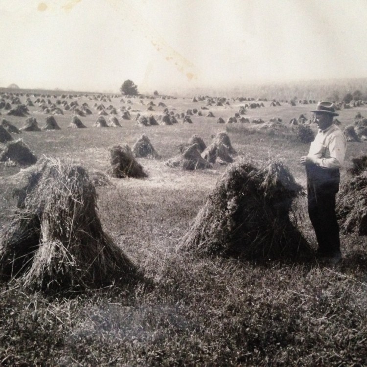 William Townsend, a great-great-grandfather of Maine Grain Alliance Executive Director Tristan Noyes, surveys his field of hand-collected bundles of grain, called stooks, in Aroostook County during the early part of the last century.