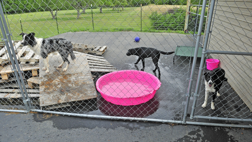 Readfieldbased detection dogs sniff out bedbugs, explosives, drugs