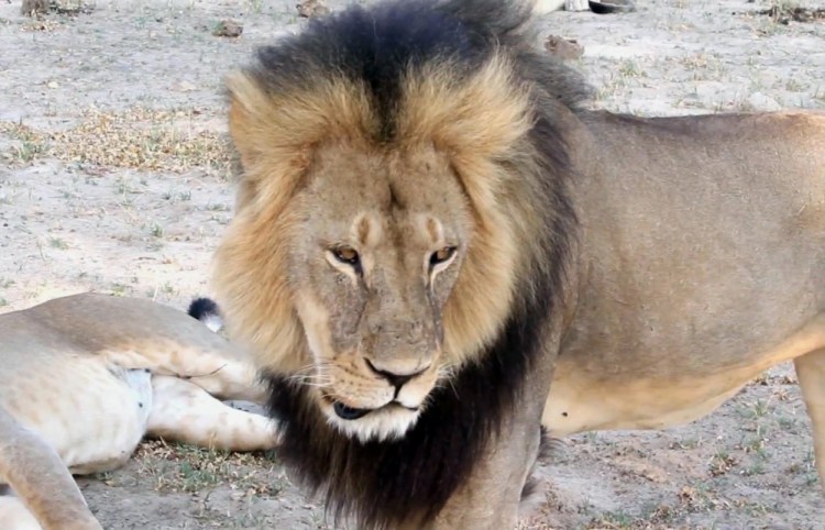 The death of Cecil the lion last year in Zimbabwe sparked a law in New Jersey that bans the importation of big-game trophies.