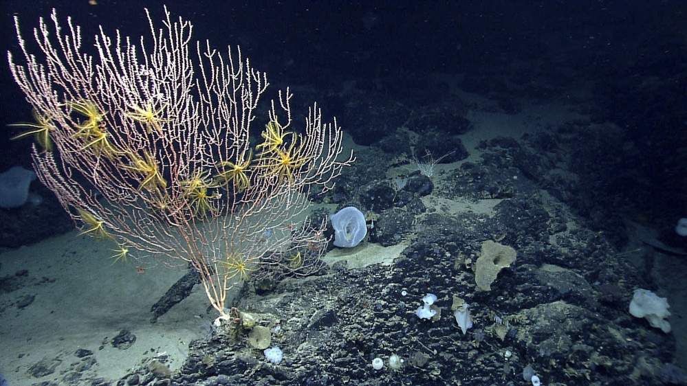 President Obama's action  protects an underwater mountain and offshore ecosystem in the Gulf of Maine known as Cashes Ledge. They also want him to protect a chain of undersea formations about 150 miles off the coast of Massachusetts known as the New England Coral Canyons and Seamounts, including the Mytilus Seamount, seen here in 2013.