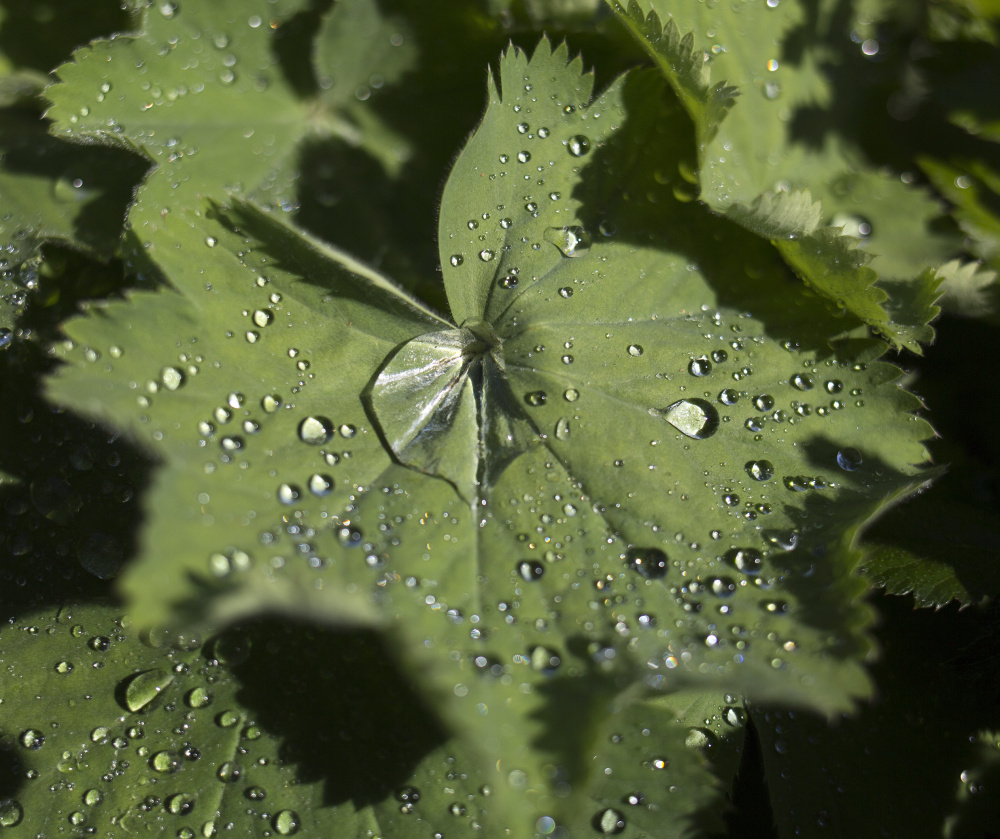 Water droplets stay put on a a Lady's Mantle after a watering at Estabrook's. On hot days, the staff has to water the plants non-stop.
