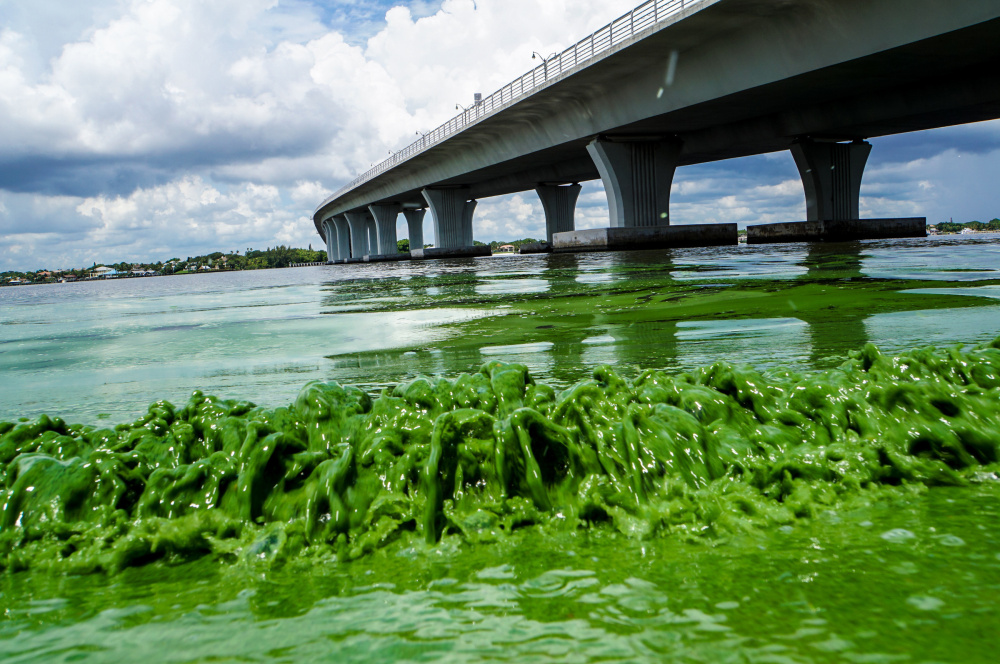 Water full of sludge-like algae laps the shore of the St. Lucie River in Sewell's Point, Fla., in June. What led to the outbreak? Over the years, builders and their government allies broke up nature's water flow in order to open up land for development.