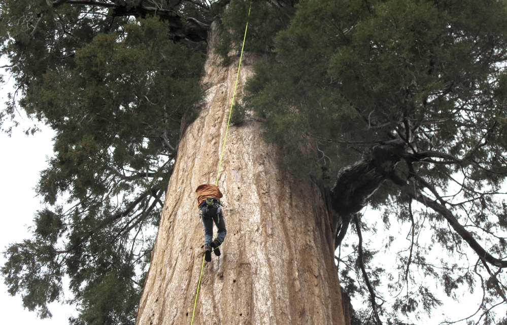 Arborist Jim Clark inches up a giant sequoia to collect new growth from its canopy near Camp Nelson, Calif.