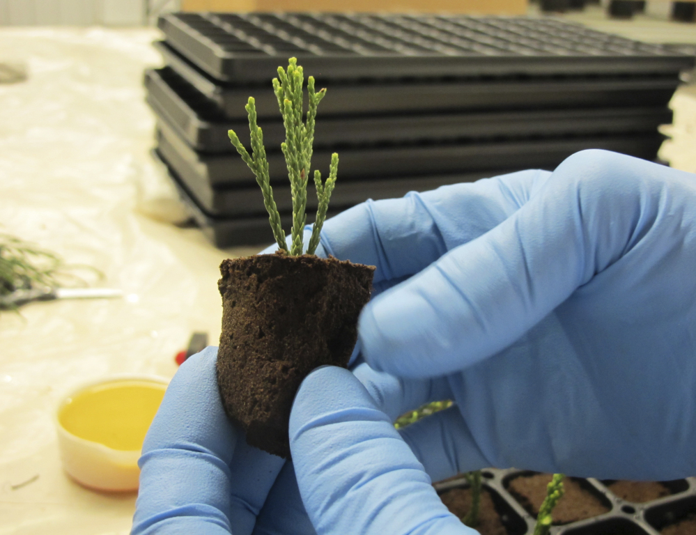 A clipping from a giant sequoia tree is shown in the propagation lab at Archangel Ancient Tree Archive. Specialists there say the tree's robustness make it ideal for absorbing   greenhouse gases.