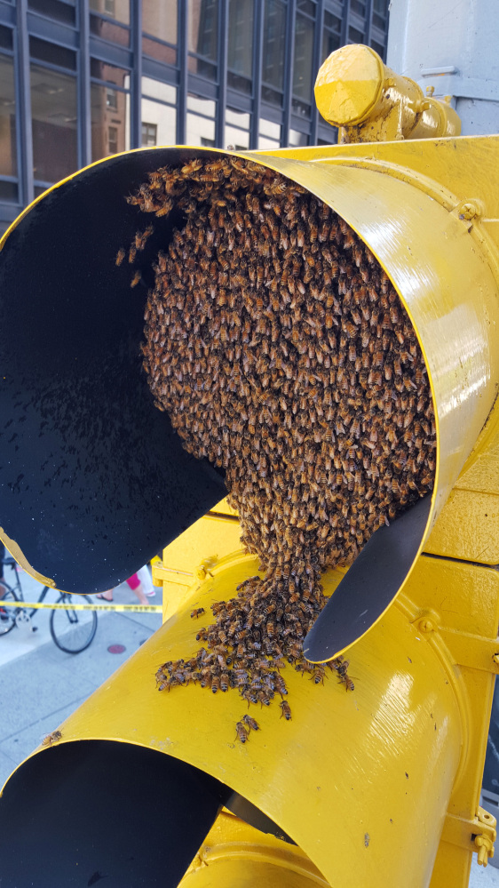 In this Aug. 5, 2015 photo provided by the New York City Police Department, bees envelop a bicycle traffic light in New York's Midtown Manhattan neighborhood. The NYPD has a special team of officers that responds to emergency calls reporting swarms of bees that suddenly cluster in spots around New York City. (NYPD/@nypdbees via AP)
