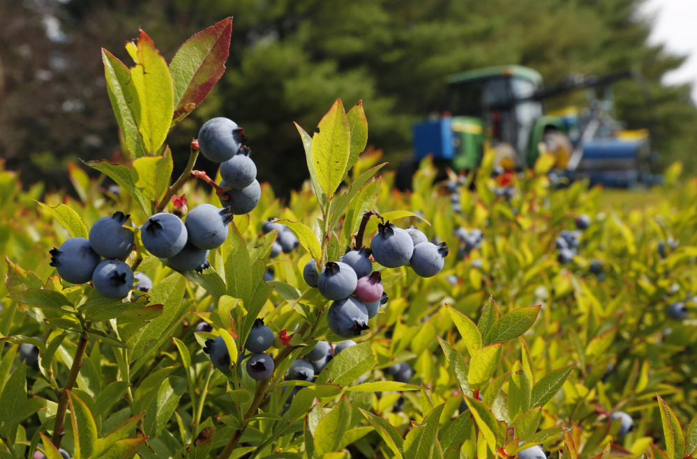 FILE - In this July 30, 2015 file photo, a blueberry harvester makes its way through a field near Appleton, Maine. The federal government is expected to complete a plan to help the state's wild blueberry industry by buying surplus berries. The purchase could impact prices to consumers. (AP Photo/Robert F. Bukaty, files)