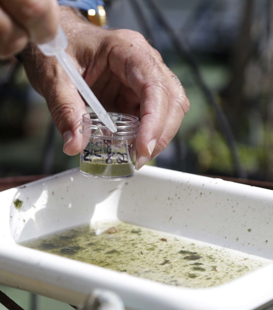 An official with the Broward County Mosquito Control checks water for the presence of mosquito larvae in Pembroke Pines, Fla.