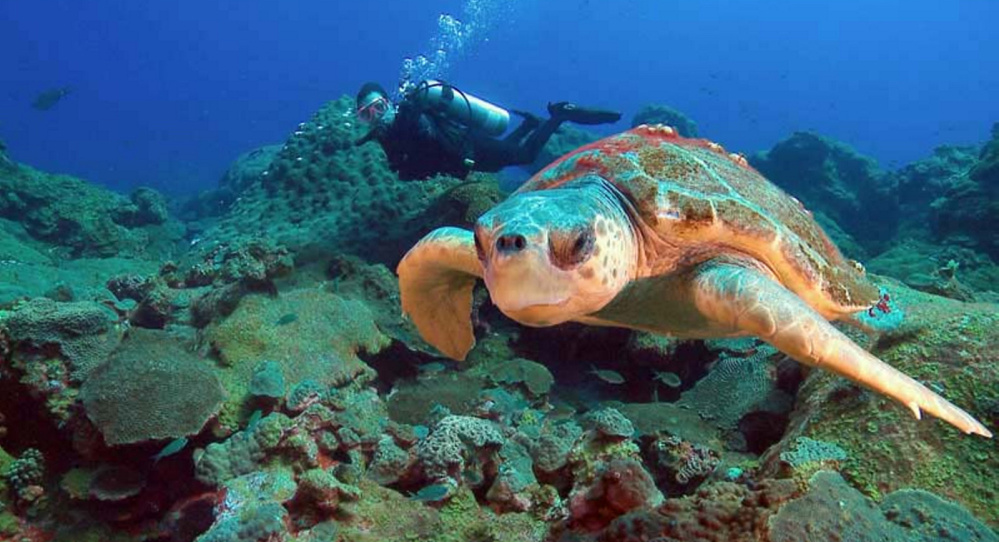 Loggerhead turtles that frequent the East Flower Garden Bank may go elsewhere if reef's die-off continues.