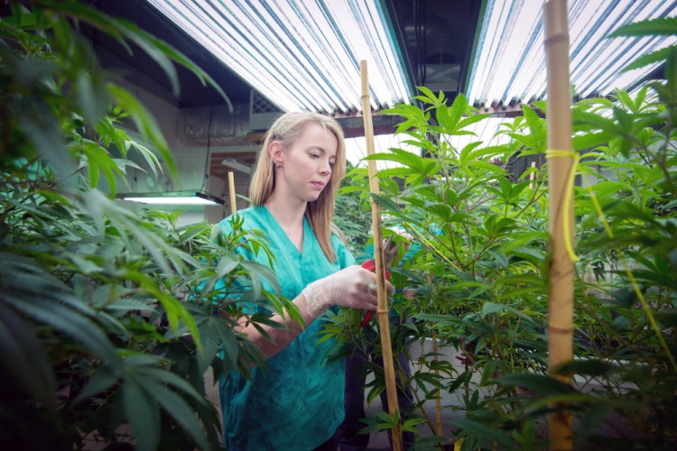 Stephanie Caron checks on a marijuana plant at Brigid Farm in Saco. 