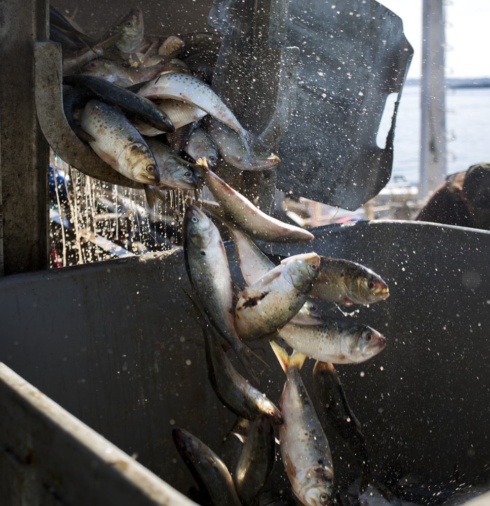 Pogies pour out of a container while being unloaded at Coastal Bait on the Portland waterfront. Atlantic herring is the go-to bait for most lobstermen, but it has been in short supply.