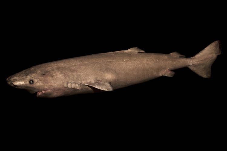 This undated photo shows a 2-meter-long Greenland shark female from southwestern Greenland. In a report released Thursday, scientists calculate this species of shark is Earth's oldest living animal with a backbone.