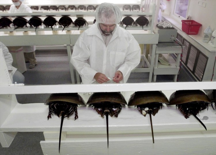 A technician prepares a group of horseshoe crabs for bleeding at a lab in Chincoteague Island, Va., in 2000. The crabs are drained of about a third of their blood for biomedical use, then are released alive into the bodies of water where they were found.