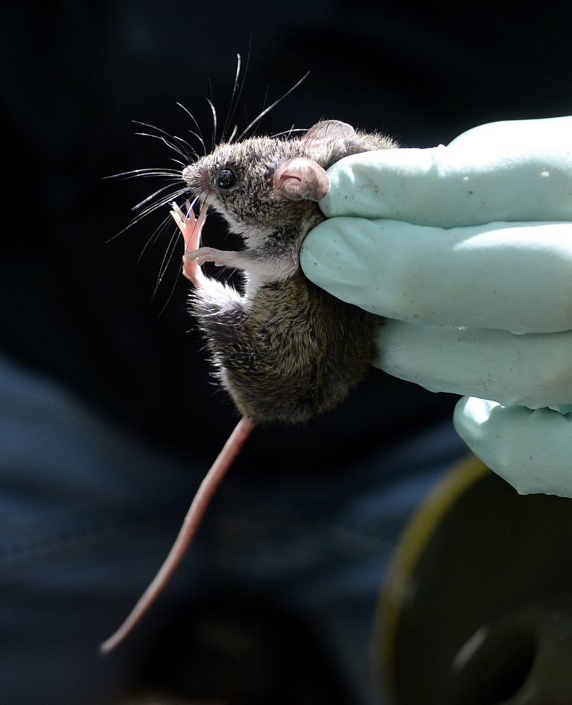 A mouse at the Wells Reserve at Laudholm is inspected for deer ticks. Dry conditions are keeping deer tick numbers in check this year. Shawn Patrick Ouellette/Staff Photographer