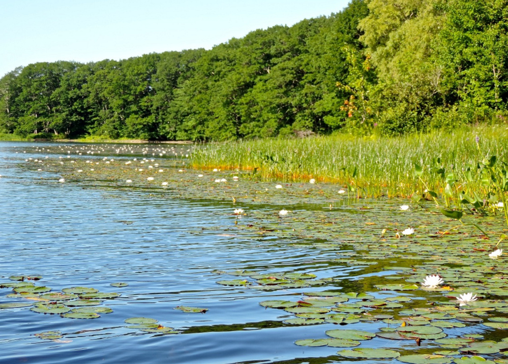 Fragrant water lilies adorn the shoreline of North Pond in Warren, a 338-acre venue that offered the perfect start to a late-summer week with a three-hour canoe expedition.