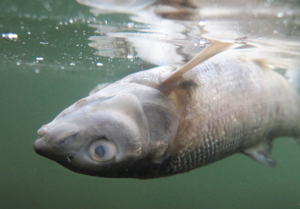 Wildlife officials believe the number of mountain whitefish killed is in the tens of thousands.
