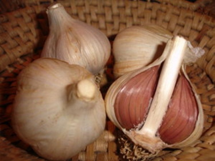 In the past decade, sales of German Extra-Hardy garlic like this have increased steadily for Fedco, which buys some of the bulbs from Maine farmers.